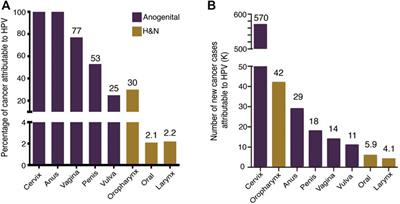 Epigenetic and Transcriptomic Regulation Landscape in HPV+ Cancers: Biological and Clinical Implications